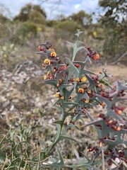 Daviesia pectinata
