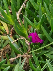 Carpobrotus rossii