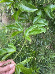 Passiflora edulis