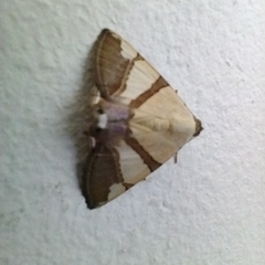 Eulepidotis julianata