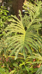 Thaumatophyllum bipinnatifidum
