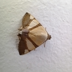 Eulepidotis julianata