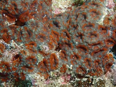 Micromussa amakusensis