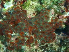 Micromussa amakusensis