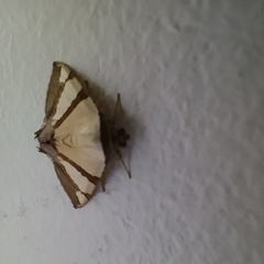 Eulepidotis julianata