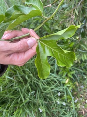 Passiflora edulis