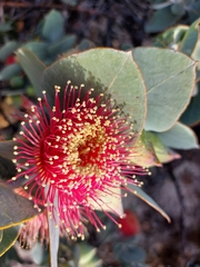 Eucalyptus macrocarpa