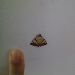 Eulepidotis julianata