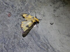 Chrysaeglia magnifica