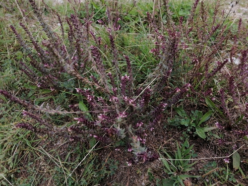 zdravienok (Odontites)