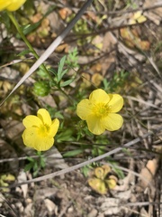 Ranunculus lappaceus