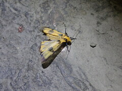 Chrysaeglia magnifica