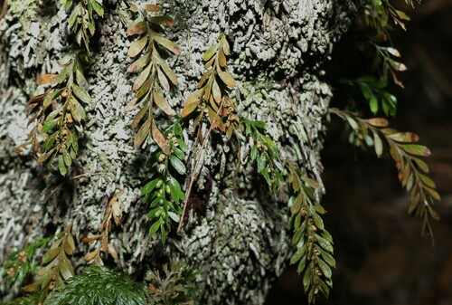 Image of Tmesipteris ovata by (c) Greg Tasney, some rights reserved (CC BY-SA)