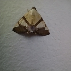 Eulepidotis julianata