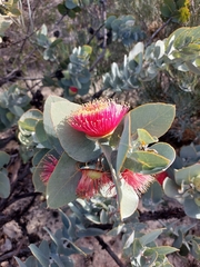 Eucalyptus macrocarpa