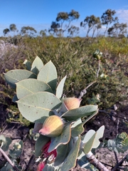 Eucalyptus macrocarpa