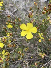 Hibbertia virgata
