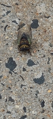 Neotibicen lyricen