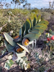 Eucalyptus macrocarpa