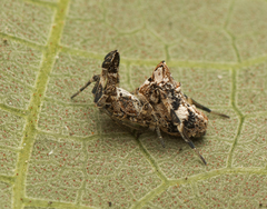 Philoponella congregabilis