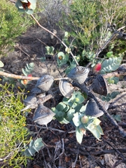 Eucalyptus macrocarpa