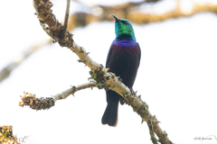 Cinnyris bifasciatus microrhynchus