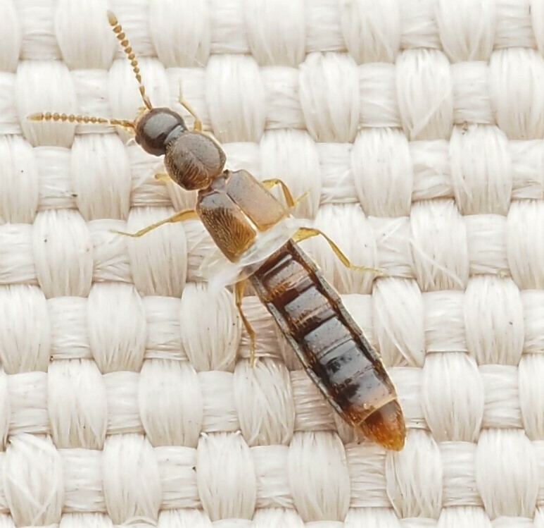 Alevonota