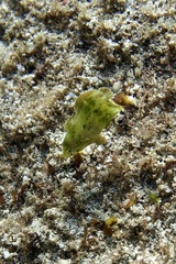 Anampses caeruleopunctatus