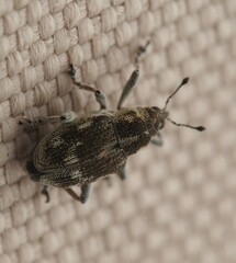 Rhinoncus albicinctus