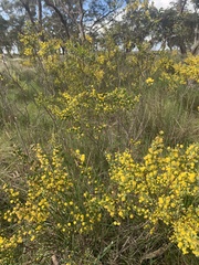 Acacia spinescens