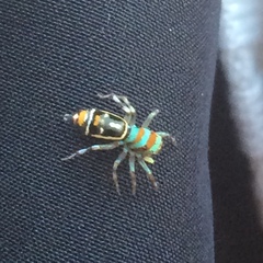 Cosmophasis micarioides