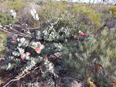 Eucalyptus macrocarpa