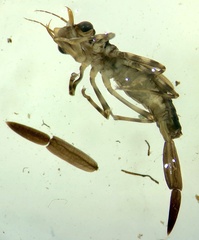 Isostictidae