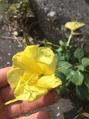 Oenothera glazioviana
