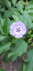 Nicandra physalodes
