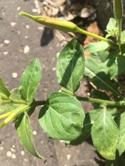 Oenothera glazioviana