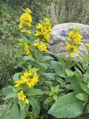 Lysimachia punctata