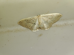 Idaea eugeniata