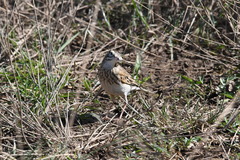 Anthus australis