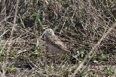 Anthus australis