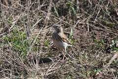 Anthus australis