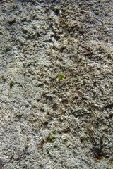 Anampses caeruleopunctatus