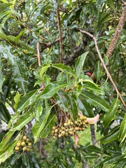 Photinia niitakayamensis