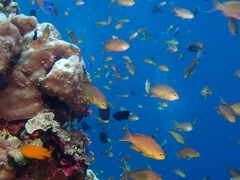 Pseudanthias huchtii