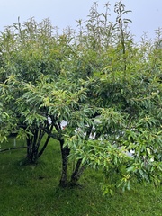 Photinia niitakayamensis