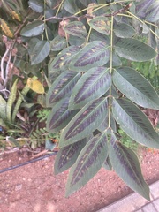 Magnoliopsida