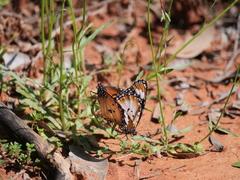 Danaus petilia