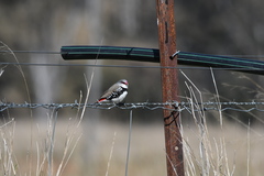 Stagonopleura guttata