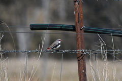 Stagonopleura guttata