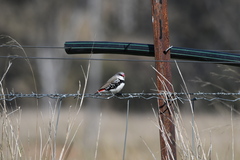 Stagonopleura guttata